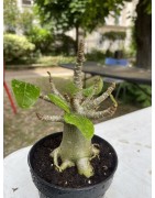 Baobab chacal (adenium arabicum) de 4 ans - AR15