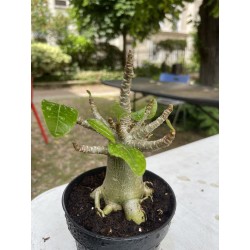 Baobab chacal (adenium arabicum) de 4 ans - AR15