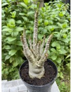 Baobab chacal (adenium arabicum) de 3 ans - AR16