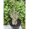 Baobab chacal (adenium arabicum) de 3 ans - AR16