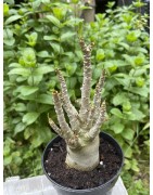 Baobab chacal (adenium arabicum) de 3 ans - AR16