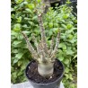 Baobab chacal (adenium arabicum) de 3 ans - AR16