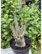 Baobab chacal (adenium arabicum) de 3 ans - AR16