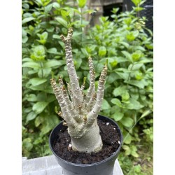 Baobab chacal (adenium arabicum) de 3 ans - AR16