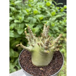 Baobab chacal (adenium arabicum) de 4 ans - AR17