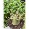 Baobab chacal (adenium arabicum) de 4 ans - AR17