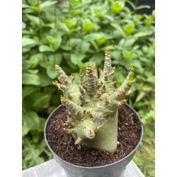 Baobab chacal (adenium arabicum) de 4 ans - AR17
