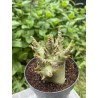 Baobab chacal (adenium arabicum) de 4 ans - AR17