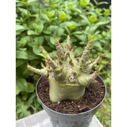 Baobab chacal (adenium arabicum) de 4 ans - AR17