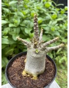 Baobab chacal (adenium arabicum) de 4 ans - AR18