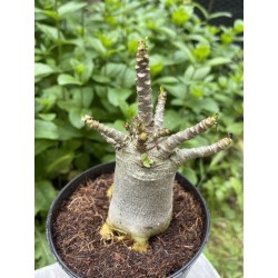 Baobab chacal (adenium arabicum) de 4 ans - AR18