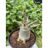Baobab chacal (adenium arabicum) de 4 ans - AR18