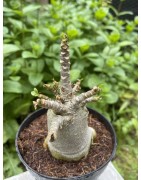 Baobab chacal (adenium arabicum) de 4 ans - AR18