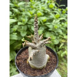Baobab chacal (adenium arabicum) de 4 ans - AR18