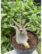 Baobab chacal (adenium arabicum) de 4 ans - AR18