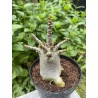 Baobab chacal (adenium arabicum) de 4 ans - AR18