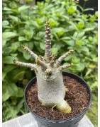 Baobab chacal (adenium arabicum) de 4 ans - AR18