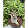 Baobab chacal (adenium arabicum) de 4 ans - AR18