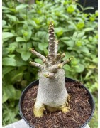 Baobab chacal (adenium arabicum) de 4 ans - AR18