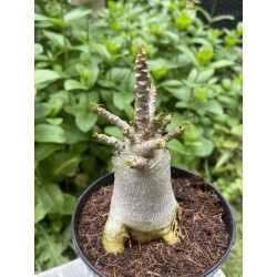 Baobab chacal (adenium arabicum) de 4 ans - AR18