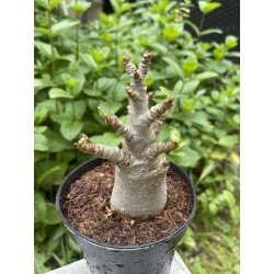 Baobab chacal (adenium arabicum) de 3 ans - AR19