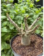 Baobab chacal (adenium arabicum) de 3 ans - AR20