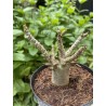 Baobab chacal (adenium arabicum) de 3 ans - AR20