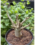 Baobab chacal (adenium arabicum) de 3 ans - AR20