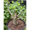 Baobab chacal (adenium arabicum) de 3 ans - AR20