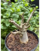 Baobab chacal (adenium arabicum) de 3 ans - AR20