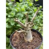 Baobab chacal (adenium arabicum) de 3 ans - AR20