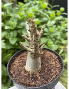 Baobab chacal (adenium arabicum) de 3 ans - AR20