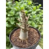 Baobab chacal (adenium arabicum) de 3 ans - AR20