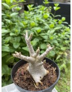Baobab chacal (adenium arabicum) de 3 ans - AR21