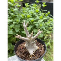 Baobab chacal (adenium arabicum) de 3 ans - AR21