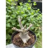 Baobab chacal (adenium arabicum) de 3 ans - AR21