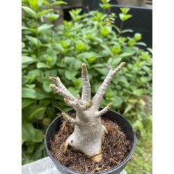 Baobab chacal (adenium arabicum) de 3 ans - AR21
