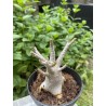 Baobab chacal (adenium arabicum) de 3 ans - AR21