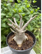 Baobab chacal (adenium arabicum) de 3 ans - AR21