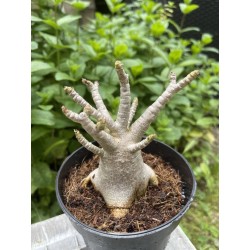 Baobab chacal (adenium arabicum) de 3 ans - AR21