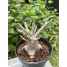 Baobab chacal (adenium arabicum) de 3 ans - AR21