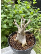 Baobab chacal (adenium arabicum) de 3 ans - AR21