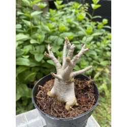 Baobab chacal (adenium arabicum) de 3 ans - AR21