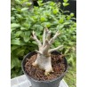 Baobab chacal (adenium arabicum) de 3 ans - AR21