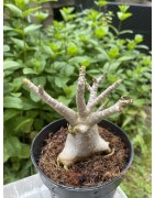 Baobab chacal (adenium arabicum) de 3 ans - AR21