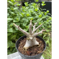 Baobab chacal (adenium arabicum) de 3 ans - AR21