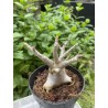 Baobab chacal (adenium arabicum) de 3 ans - AR21