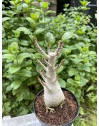 Baobab chacal (adenium arabicum) de 5 ans - AR22