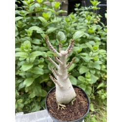 Baobab chacal (adenium arabicum) de 5 ans - AR22