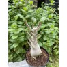 Baobab chacal (adenium arabicum) de 5 ans - AR22